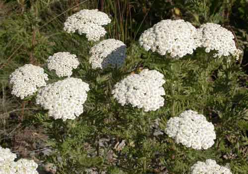 Yarrow. kvetina