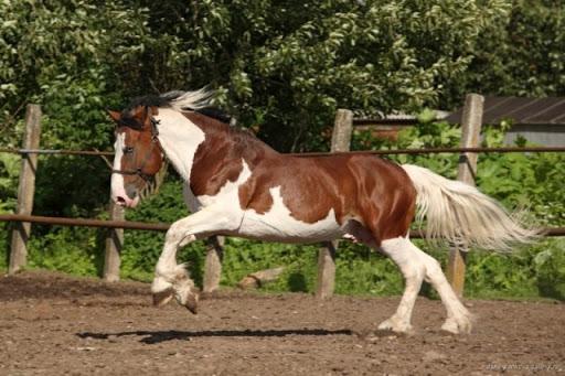 παλτό αλόγων Piebald