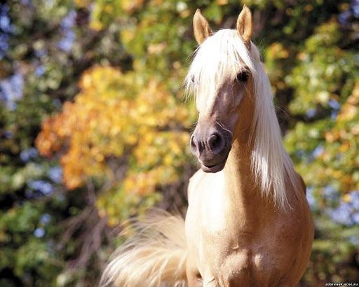 nighting horse