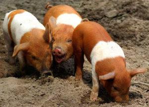 Description and features of Danish protest breed pigs, breeding history