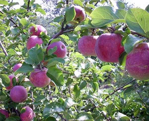 viele Äpfel