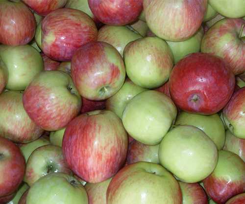 reife Äpfel