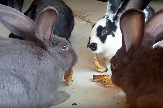 feeding rabbits