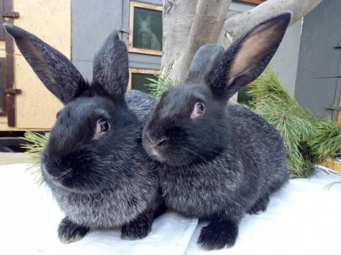 rabbits silver poltava