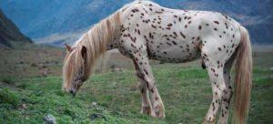 Περιγραφή και φυλές αλόγων με κοστούμι forelock, ιστορία εμφάνισης και αποχρώσεις του χρώματος