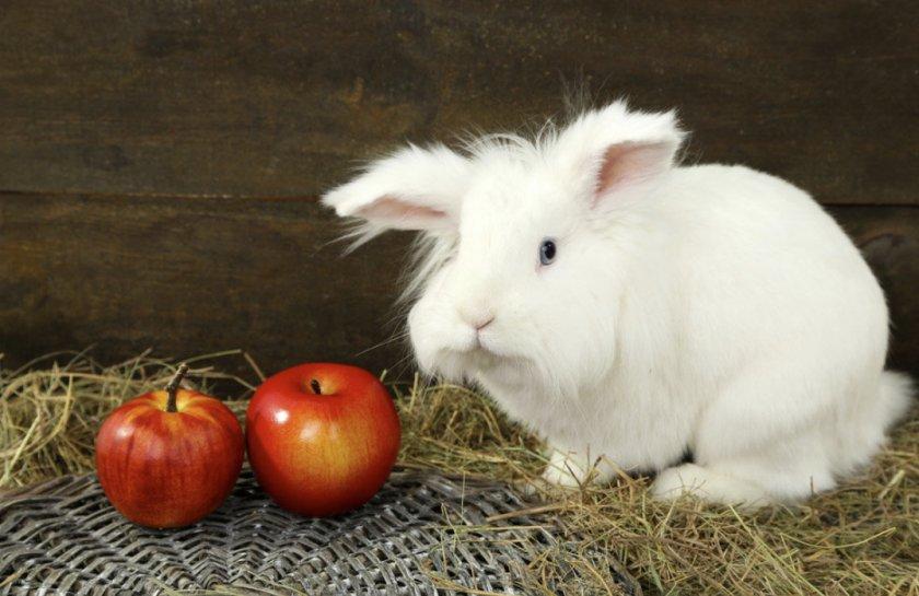 ist es möglich, Kaninchen Äpfel zu geben