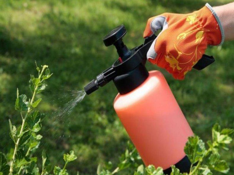 xử lý bụi cây