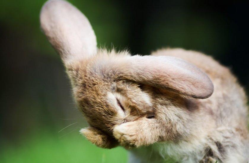 beautiful rabbit