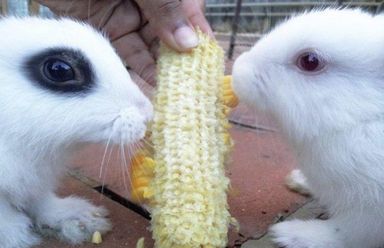 maíz para conejos
