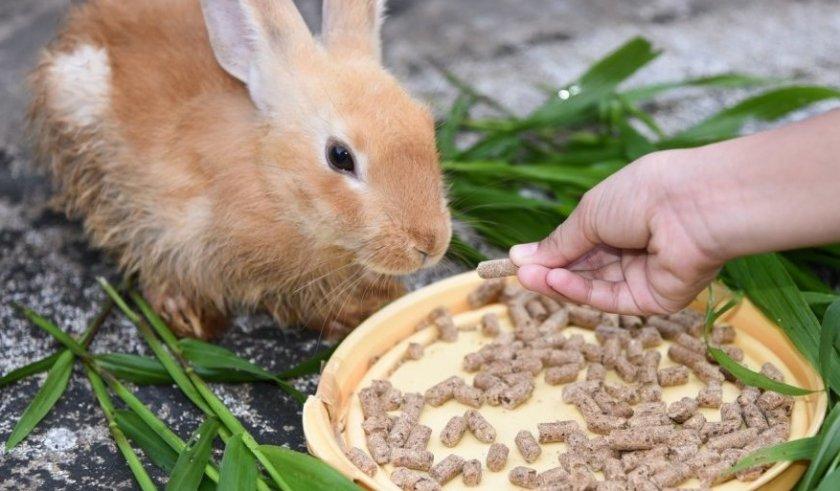 kombinuotieji pašarai triušiams