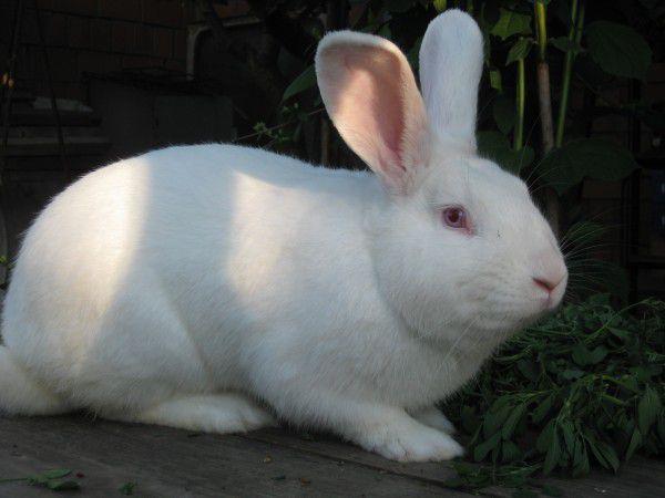 White Rabbit