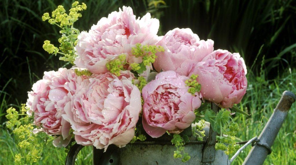 rosa Pfingstrosen