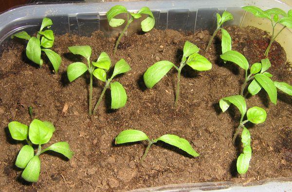 plants d'aubergine