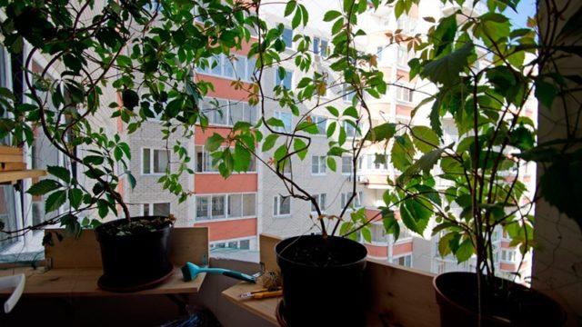 καλλιέργεια σταφυλιών σε ένα διαμέρισμα