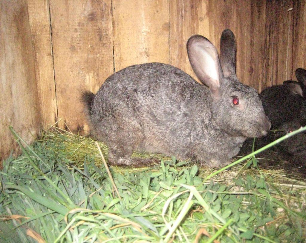 lapin d'herbe