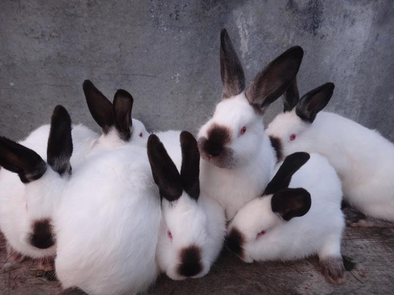 california rabbit