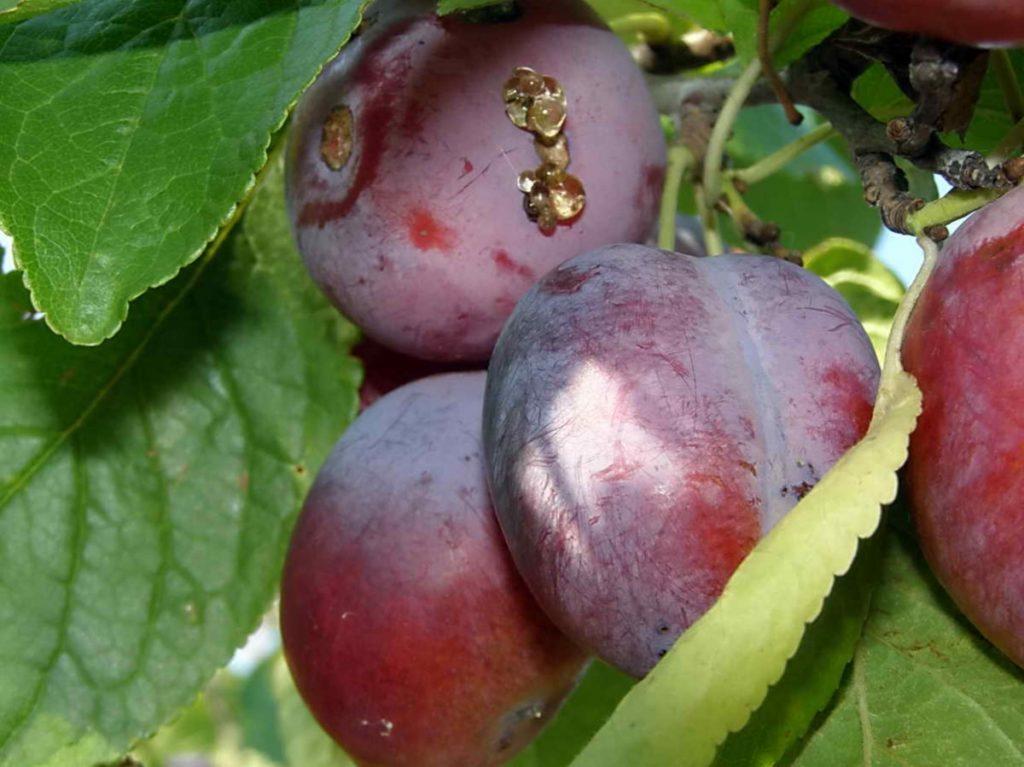 plum scab disease