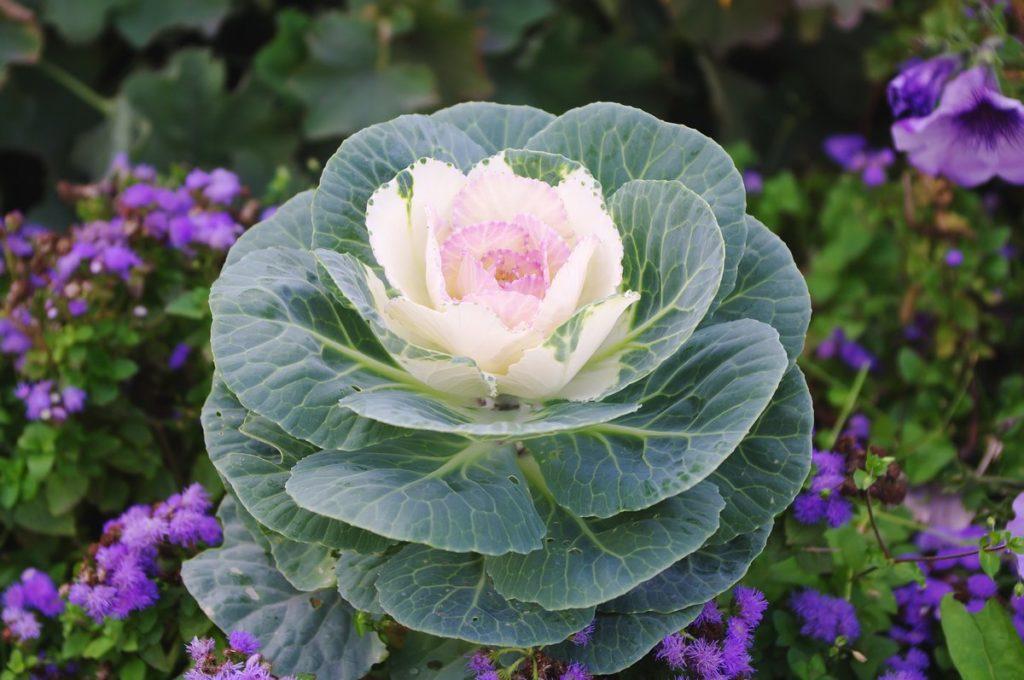Ornamental cabbage