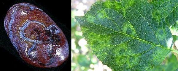 Plum Pox (Sharka)