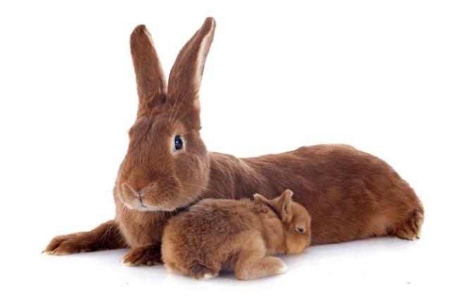 burgundy rabbit