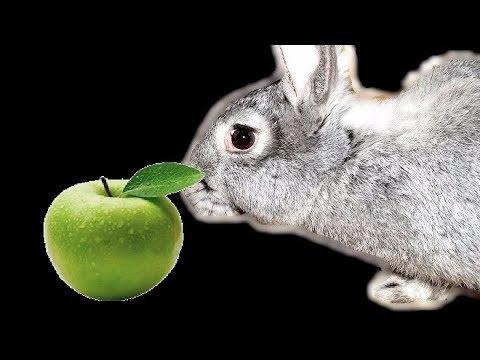 ist es möglich, Kaninchen Äpfel zu geben