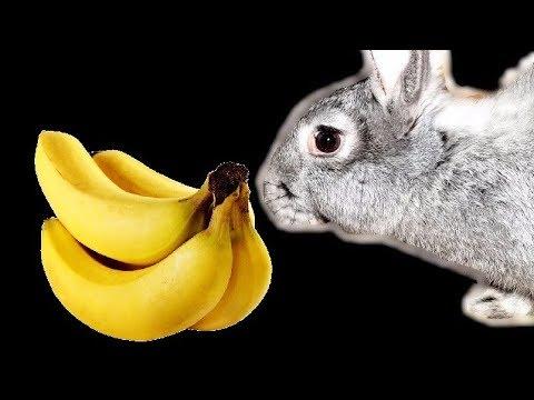 bananas for rabbits