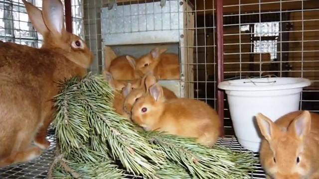 viele Krümel