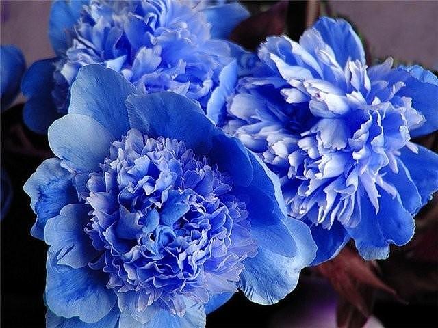 blaue Pfingstrosen
