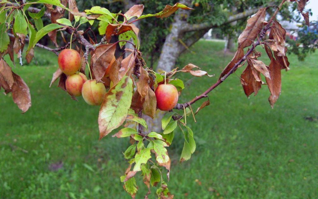 Plum pockets