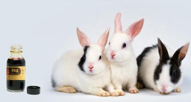 iodo para coelhos
