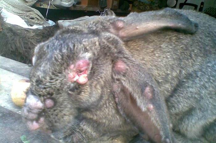 Myxomatose bei Kaninchen