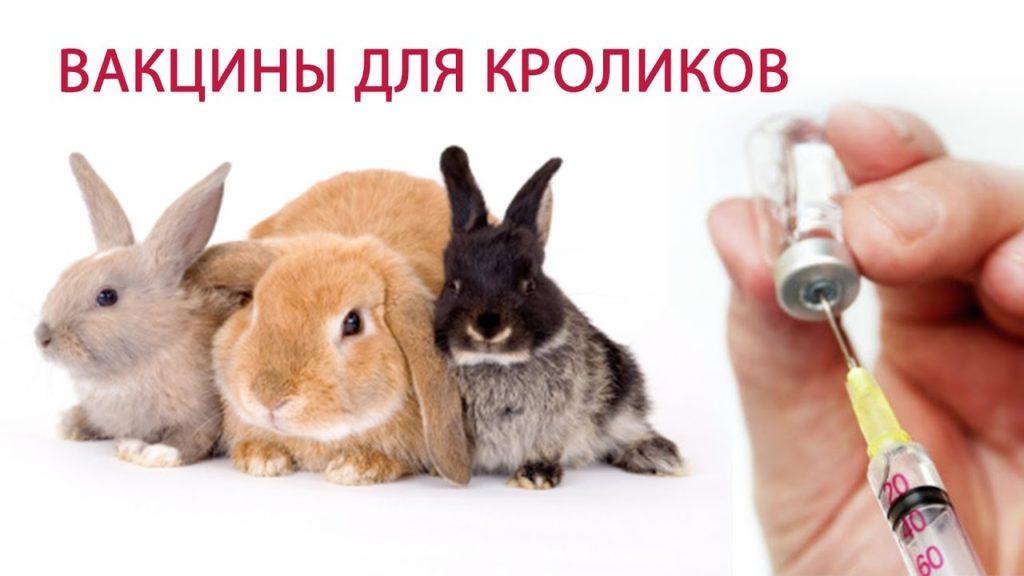 вакцина против кунића