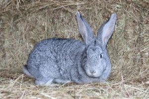 Description et caractéristiques des lapins chinchilla, règles d'entretien