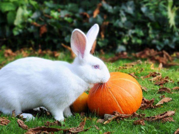 feeding rabbits