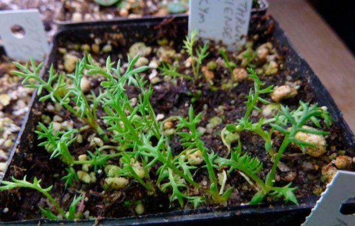 feverfew sodinukai