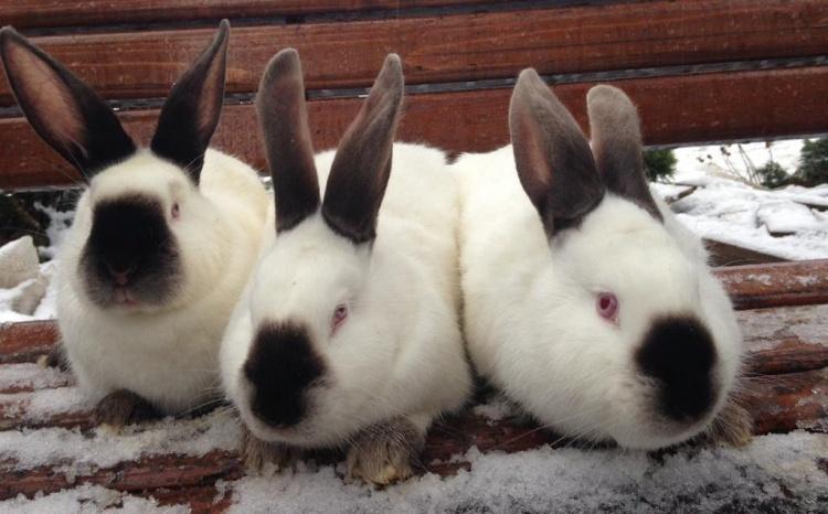 california rabbit