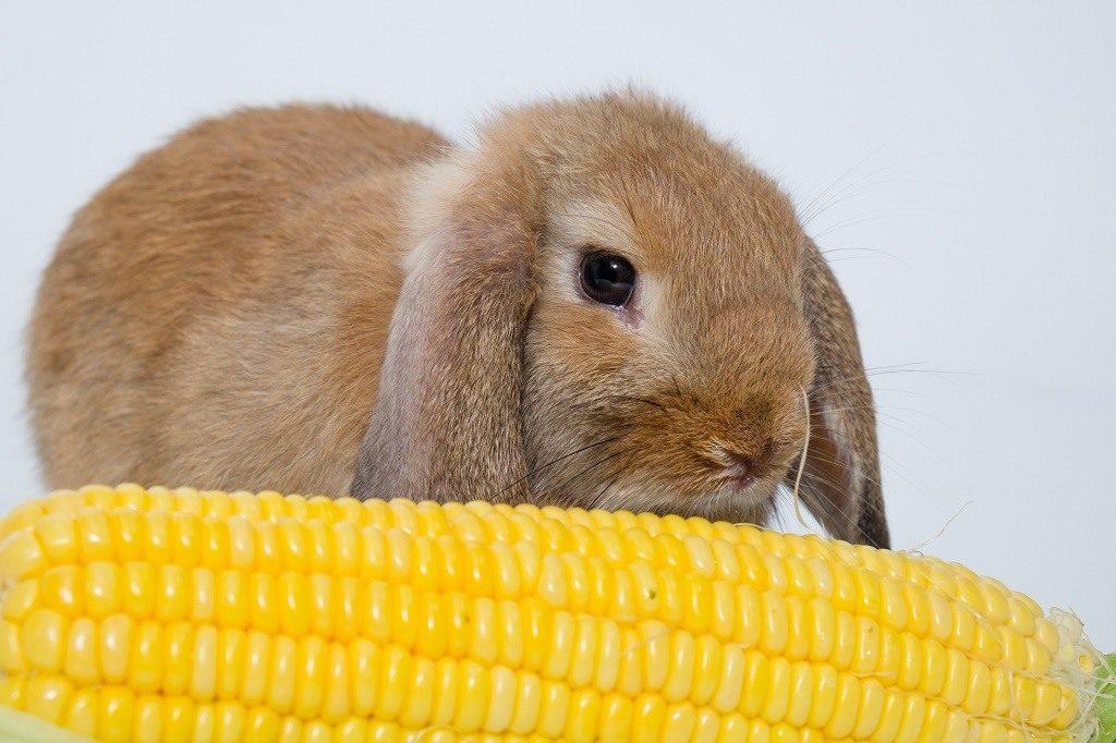 feeding rabbits