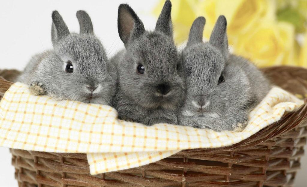 viele Kaninchen
