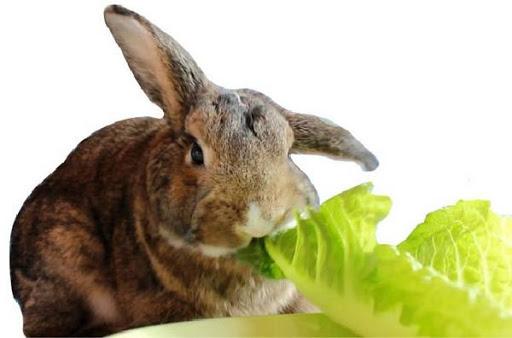 feeding rabbits
