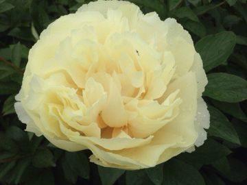 beige Pfingstrosen
