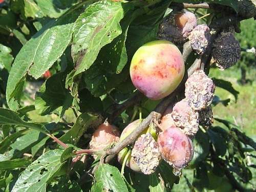 Witch's broom plum