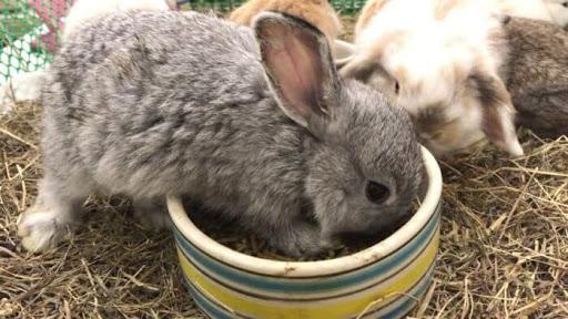 alimentando conejos