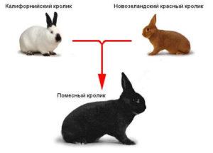 Да ли је могуће и које су могућности за крижање различитих пасмина зечева, табела