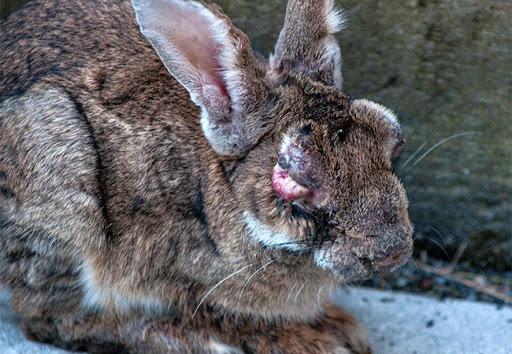 Myxomatose bei Kaninchen