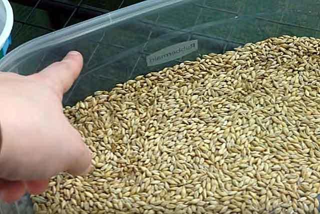 barley rabbits