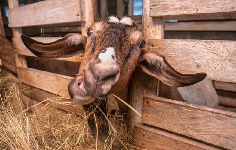 goat eating