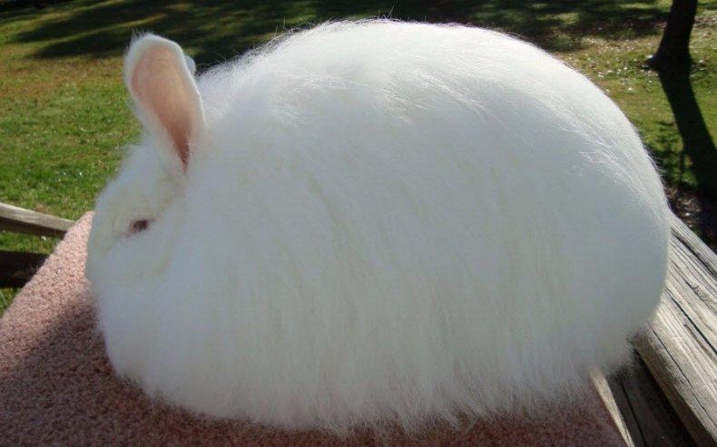 downy bunnies