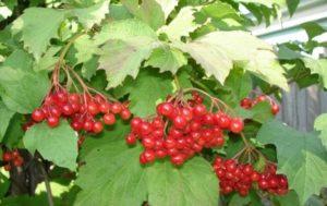 Regeln, Bedingungen und Schemata zum Beschneiden von Viburnum für Anfänger