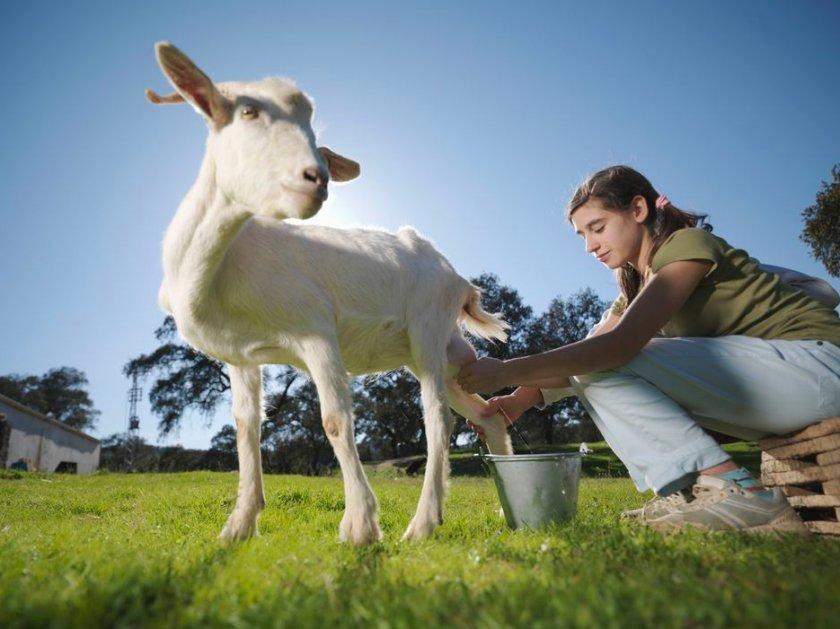 the goat does not give milk completely