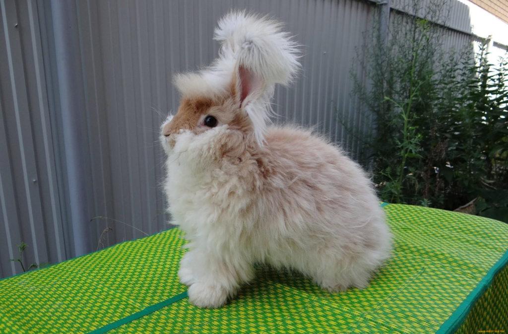beautiful rabbit